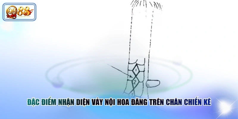 Đặc điểm nhận diện vảy nội hoa đăng trên chân chiến kê